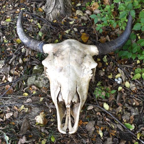 Grassroots Bison Skull
