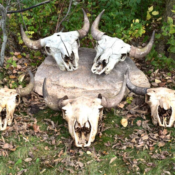 Grassroots Bison Skulls